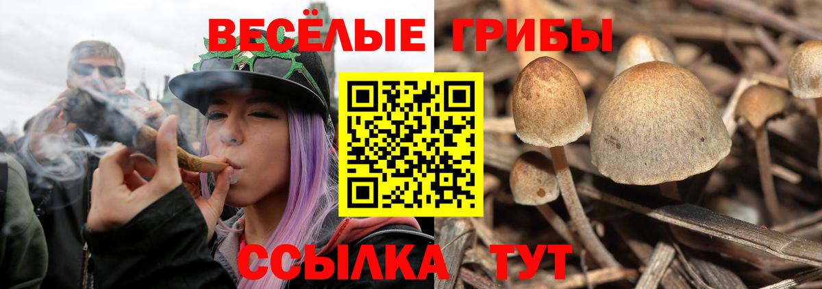 Псилоцибиновые грибы Psilocybe  Вход с VPN  Карабулак 
